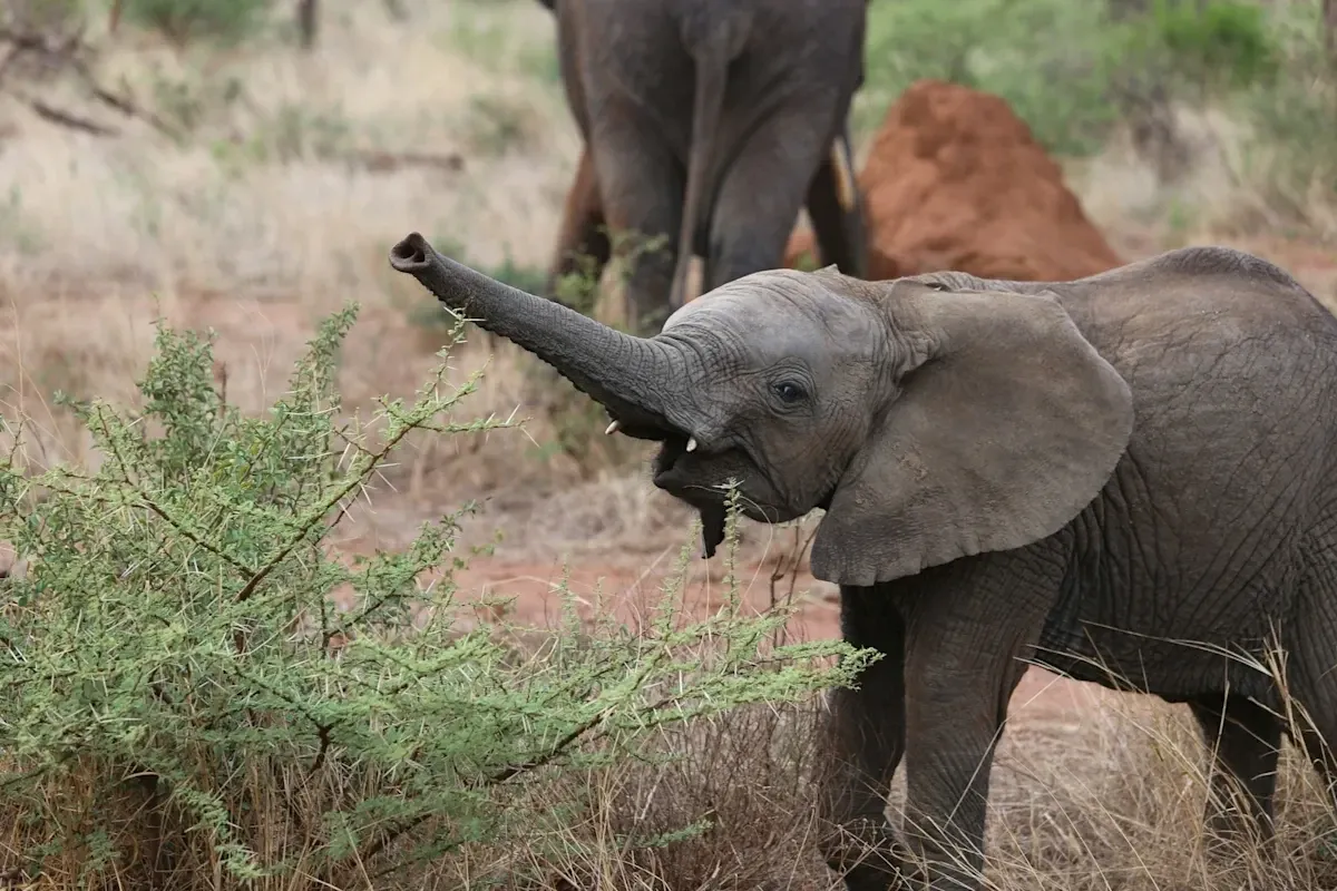 A photo of a happy baby elephant