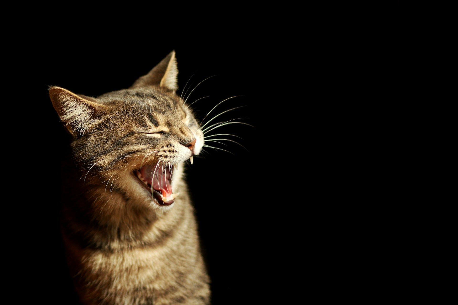A cat